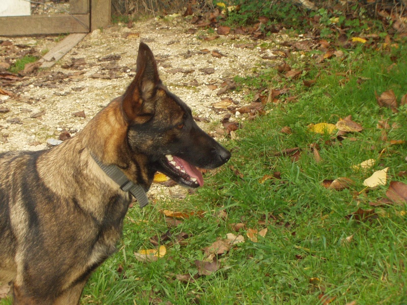 Priska du Clos des Crocs Blancs