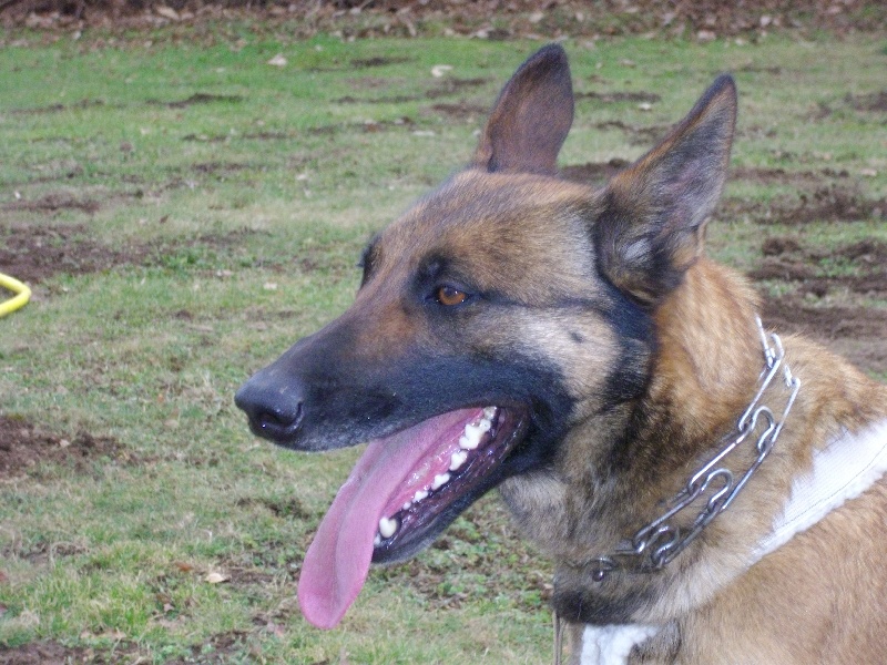 Vicky du Clos des Crocs Blancs